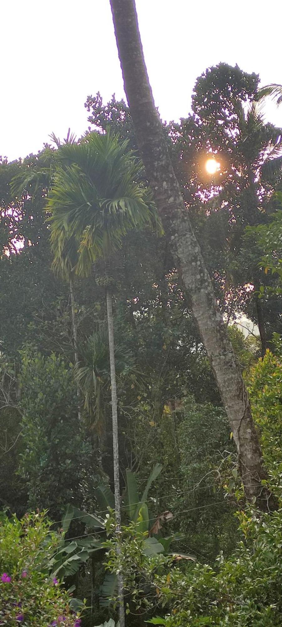 Koonamparayil Home Stay Munnar Anaviratty-Family Only Bagian luar foto