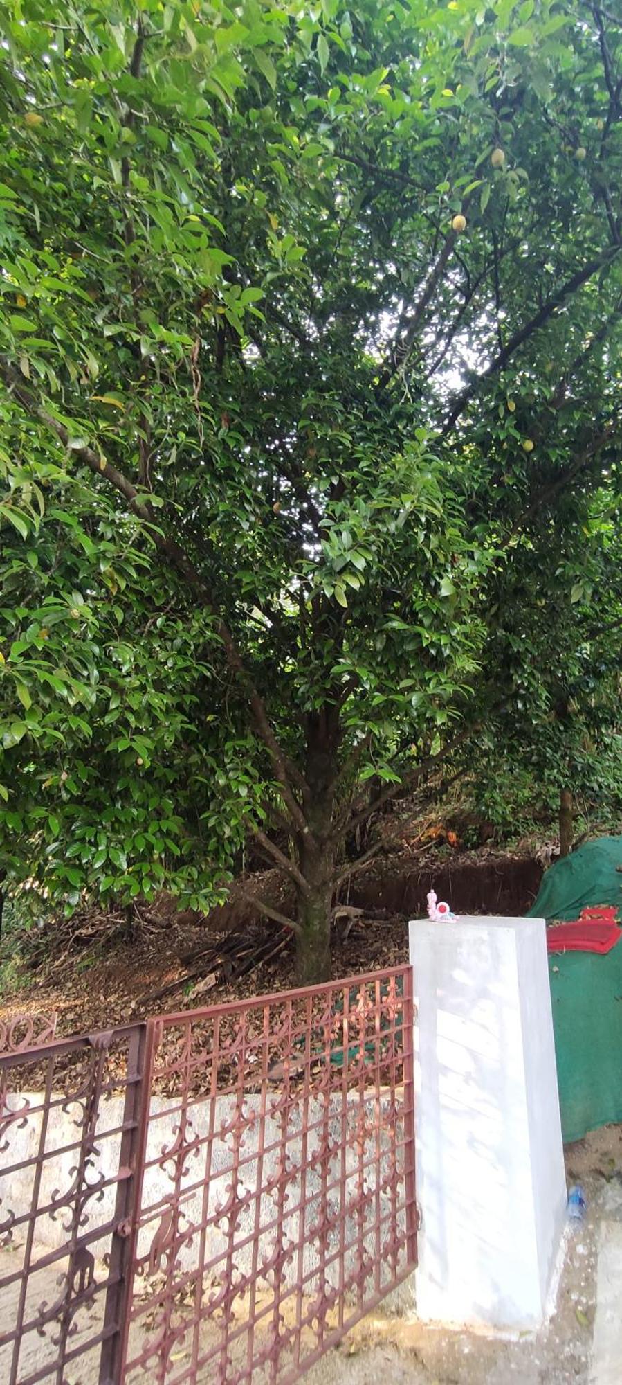 Koonamparayil Home Stay Munnar Anaviratty-Family Only Bagian luar foto